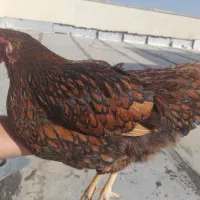 تخم مرغ نطفه دار ویاندونت