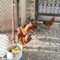 خروس جوان