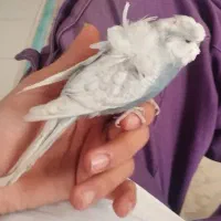 مرغ عشق