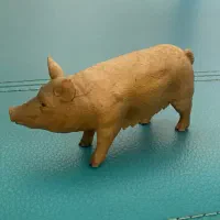 خوک کالکتا