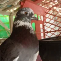 کبوتر شازده