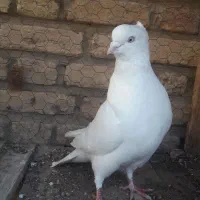 کفتر نر سفید اراکی