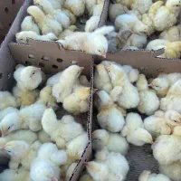 راس 308 نژاد فوق سنگین