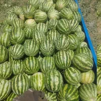 هندوانه‌‌شیرن‌درجه ۱
