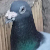 دوجفت کفتر آلمانی
