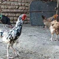خروس|حیوانات مزرعه|قرق, |دیوار