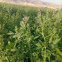 یونجه|خدمات باغبانی و درختکاری|قیدار, |دیوار