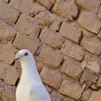 نر پلاکی زاجر قلدر