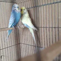 مرغ عشق انگلیسی