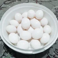تخم کفتر کبوتر تازه مینا دستی