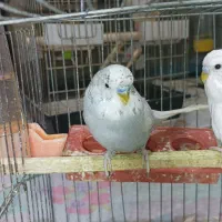 مرغ عشق انگلیسی و معمولی