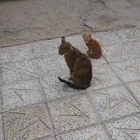 گربه|گربه|باغ حلی, |دیوار