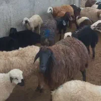 بره فروشی