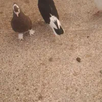 میناب|پرنده|میناب, |دیوار