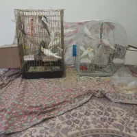 عروس