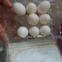 تخم کبوتر