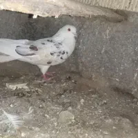 کبوتر|پرنده|کامیاران, |دیوار