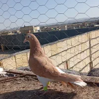 کبوتربوم|پرنده|مشهد, شهید معقول|دیوار
