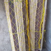 نی چیت