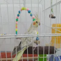 عروس هلندی