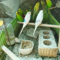کبوترومرغ عشق.لنده