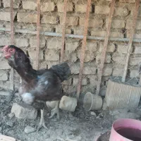 مرغ لاری طوس