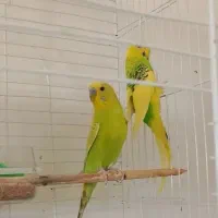 به فروش میرسد
