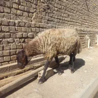 بره شیشک