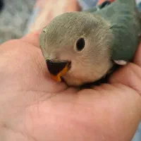 کوتوله نرمه خور