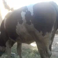 گوساله گوشتی ماده