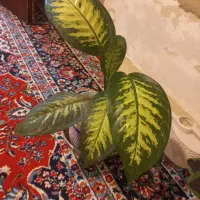 فروش گل طبیعی