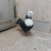 کلاغ رسمی نر