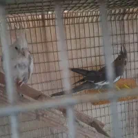 عروس هلندی