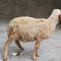 بره ماده  سرحال