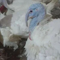 بوقلمون گوشتی چاق بیوتی ۶