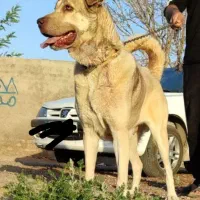 ماده پژدر کوردی