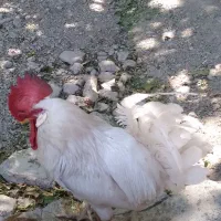 خروس محلی