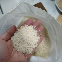 برنج هاشمی تازه حاصل