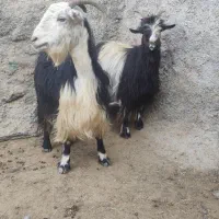 بز داشتی شهرکردی