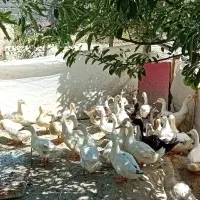 اردک