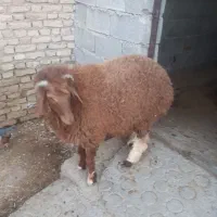 گوسفندنر یک ساله
