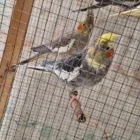 عروس هلندی