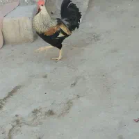 خروس ریشی