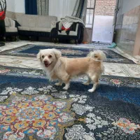 سگ نژاد اشپیتز