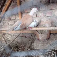 کبوتر خانگی