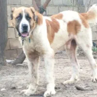 سگ الابای روسی قد مثبت 90سرابی ژرمن گله ای نگهبان