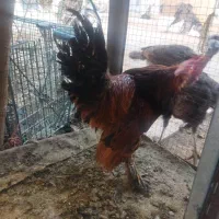 خروس