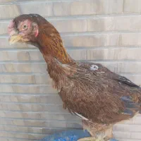 لاری نژاد دار و جوان