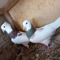 طوقی نر و ماده