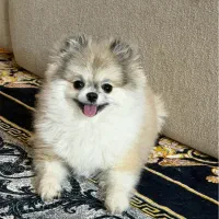 سگ پامر خرسی سایز صفر